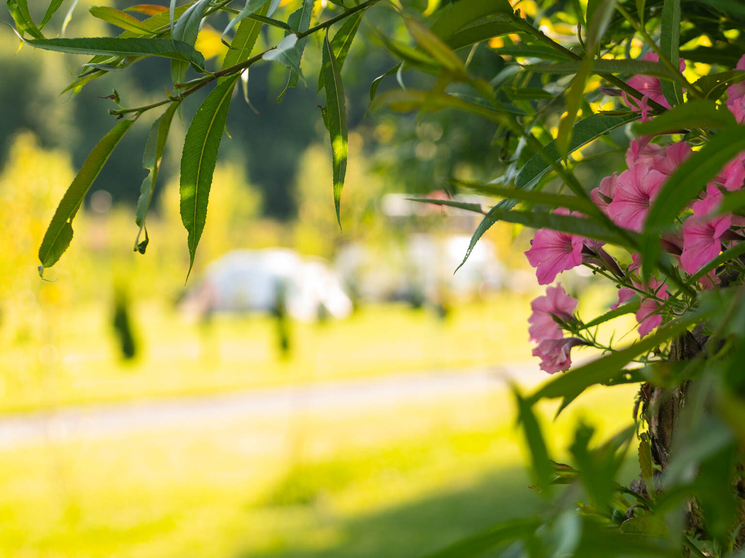 Camping Nasza Dolina Camper Park Pieskowa Skala Pole Namiotowe Ojcow Szlak Orlich Gniazd Maczuga Herkulesa Pustynia Bledowska Krakow Wieliczka Oswiecim Energylandia Inwald Zator camper namiot przyczepa